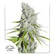 CBD Skunk Haze Feminized