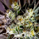 Candy Auto Fem – Breeders Pack