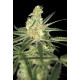 Afghan Bullet Auto Fem – Breeders Pack