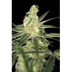 Afghan Bullet Auto Fem – Breeders Pack